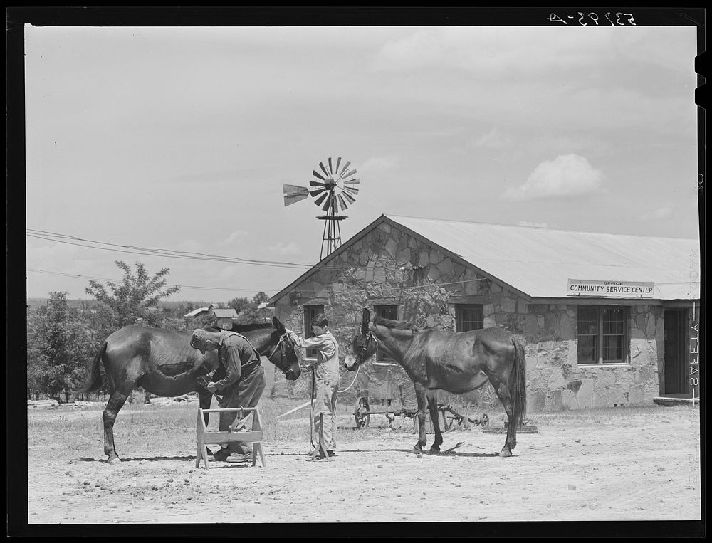 Mules at smith shop for shoeing. Community service center, Faulkner County, Centerville, Arkansas (see general caption).…