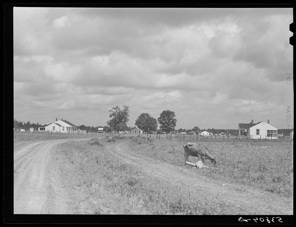 New homes on La Delta project. Thomastown, Louisiana. Sourced from the Library of Congress.