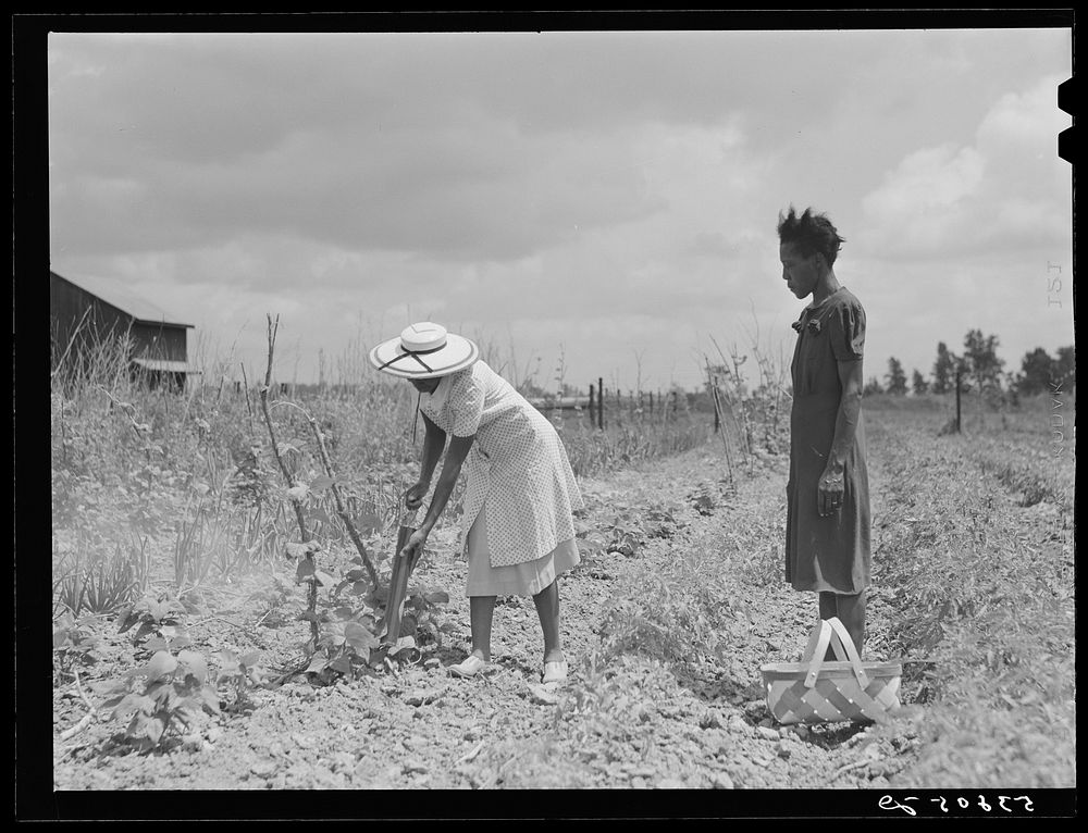 [Untitled photo, possibly related to: Rachel D. Moore, home management supervisor, giving demonstration in dusting plants…