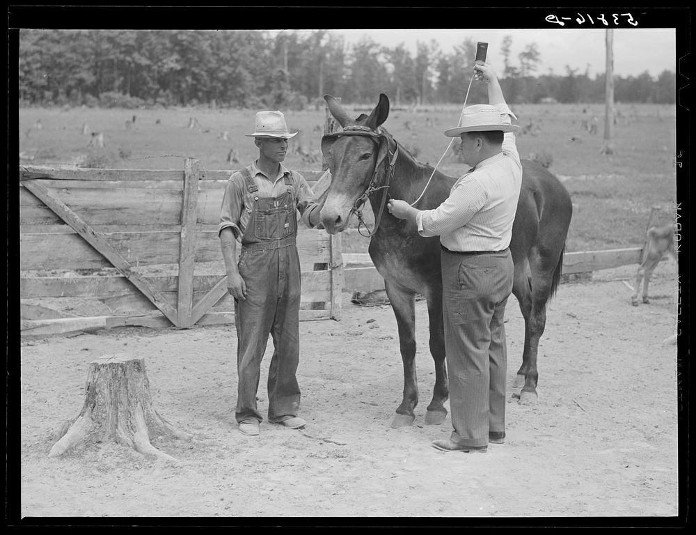 Dr. J.D. Jones administers anti-anthrax serum intravenously to one of H.W. Jone's mules, FSA (Farm Security Administration)…
