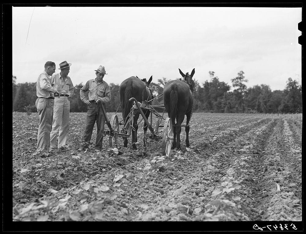 [Untitled photo, possibly related to: Pleas Rodden, FSA (Farm Security Administration) rural rehabilitation borrower…
