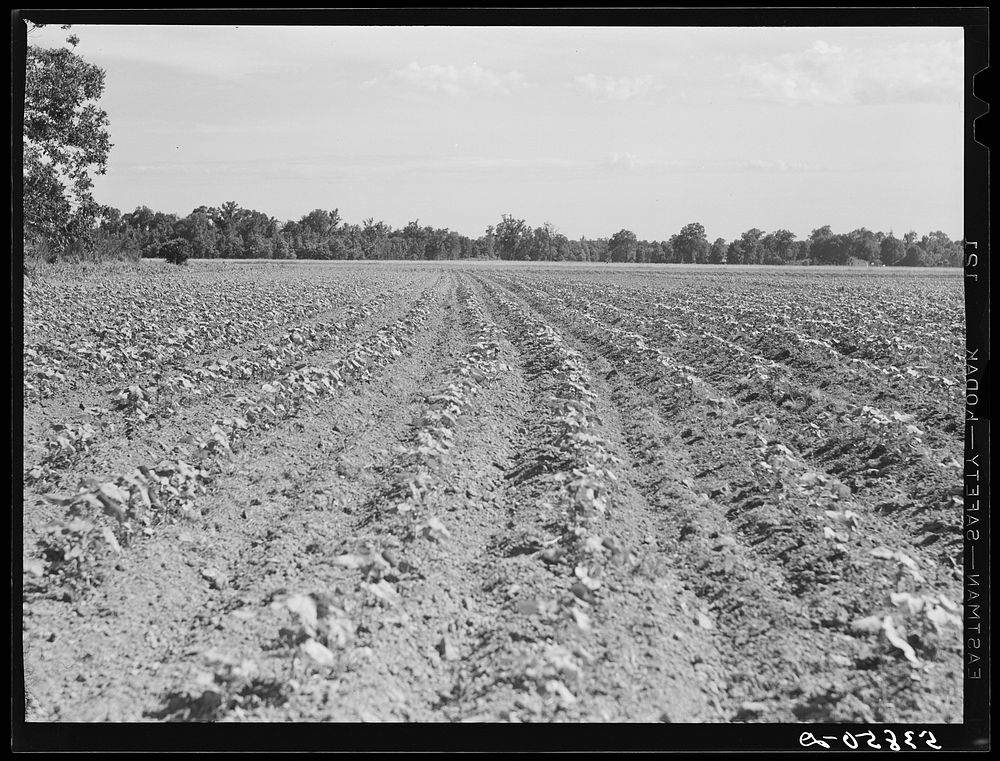 Field of cotton on farm of Pleas W. Rodden, FSA (Farm Security Administration) rural rehabilitation borrower. West Carroll…
