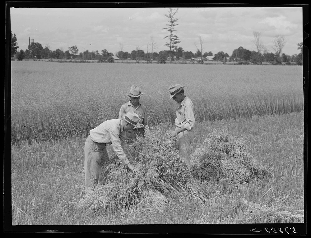 Willie R. Robert, Parish supervisor and his assistant farm supervisor, examining Pleas W. Rodden's oats to see if they are…