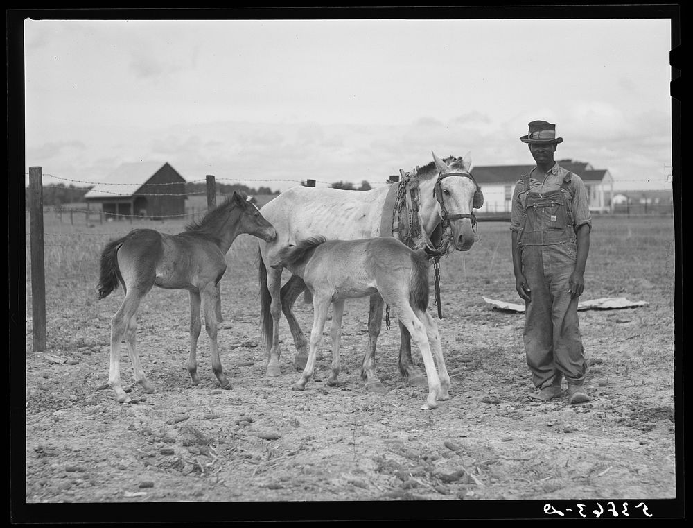 [Untitled photo, possibly related to: Tom Scott with his mare and two colts which he raised himself on his farm at La Delta…