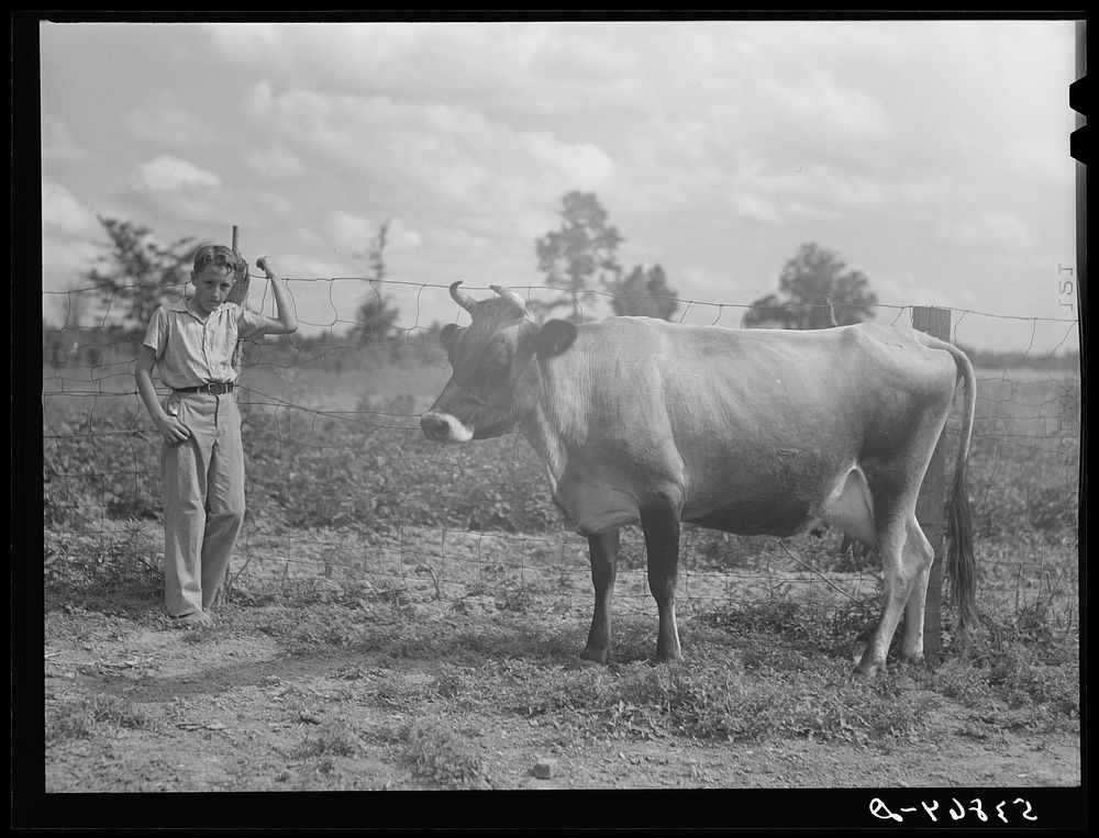Cow belonging to Pleas Rodden's family, FSA (Farm Security Administration) rehabilitation borrowers in West Carroll Parish…