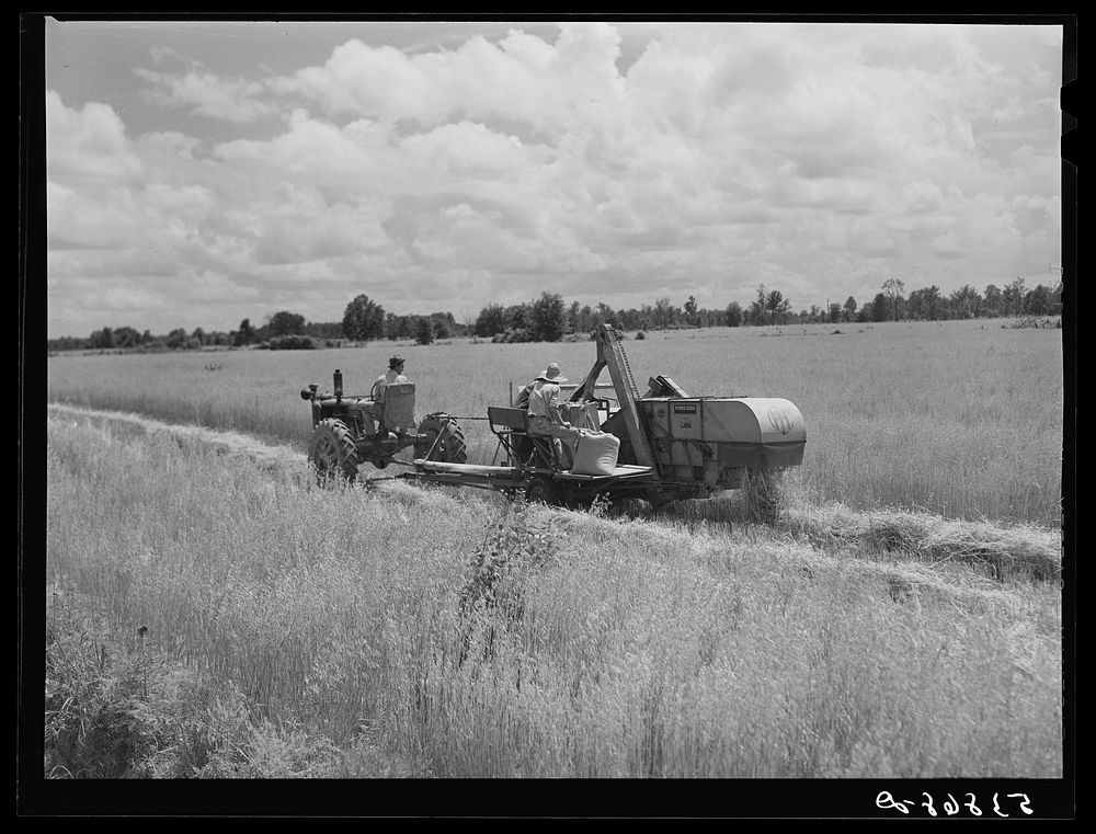 Harvesting oats with co-op combine purchased by Otis Coody through FSA (Farm Security Administration) community co-op…