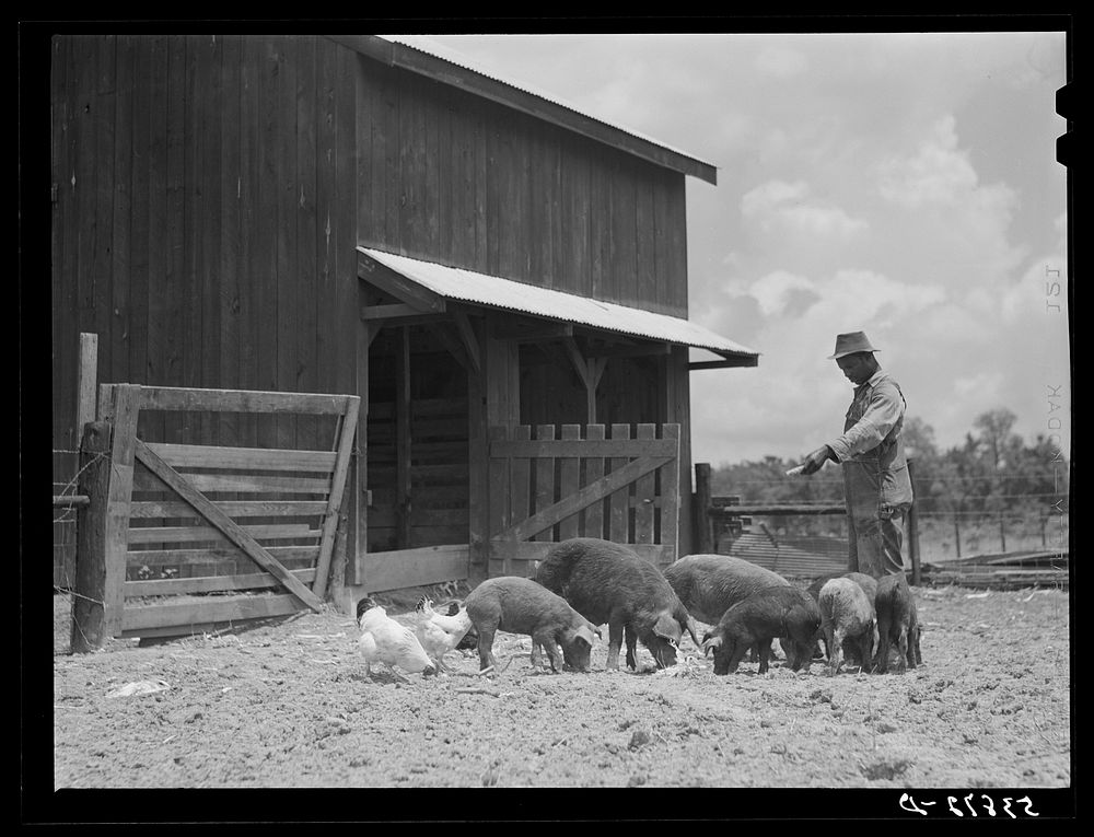[Untitled photo, possibly related to: Clifton Davenport feeding some of his hogs by new barn. La Delta Project, Thomastown…