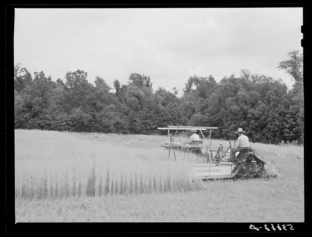 J.M. Womack harvesting oats of FSA (Farm Security Administration) borrower Robert J. Waller with cooperative binder which he…