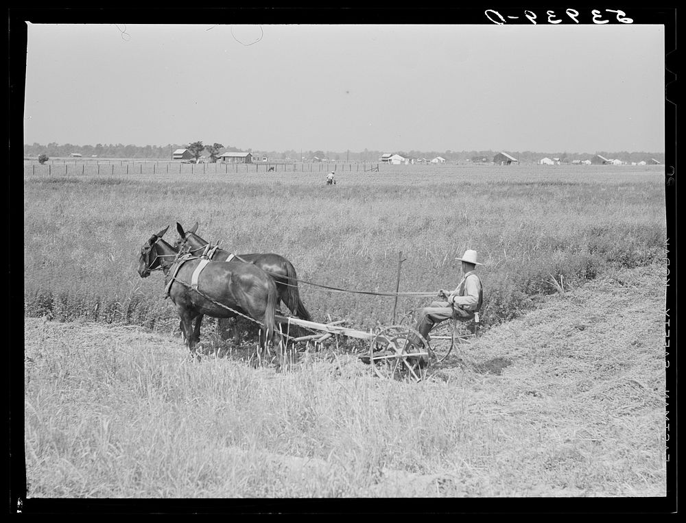 [Untitled photo, possibly related to: J.G. Stanley, one of project family, cutting his alfalfa with mowing machine.…