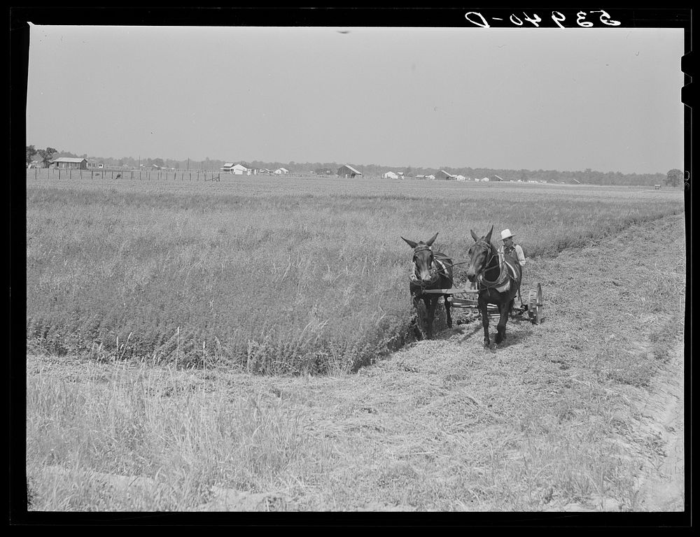 J.G. Stanley, one of project family, cutting his alfalfa with mowing machine. Transylvania Project, Louisiana. Sourced from…