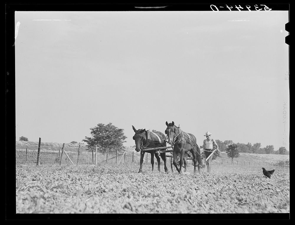 William J. Sullivan's son cultivating cotton alongside his home by the levee. Transylvania Project, Louisiana. Sourced from…