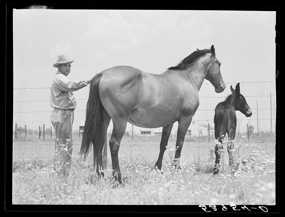 [Untitled photo, possibly related to: Golus Skipper with his mare and her mule colt. The project families are encouraged to…