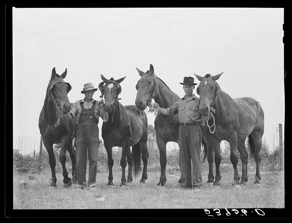 [Untitled photo, possibly related to: W.D. Anglin, H.H. Teague, and J.W. Brumley and their teams of mares. Transylvania…