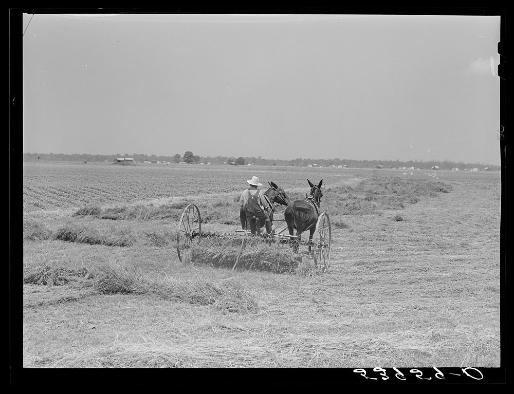 One of project families raking his hay. Transylvania Project, Louisiana. Sourced from the Library of Congress.