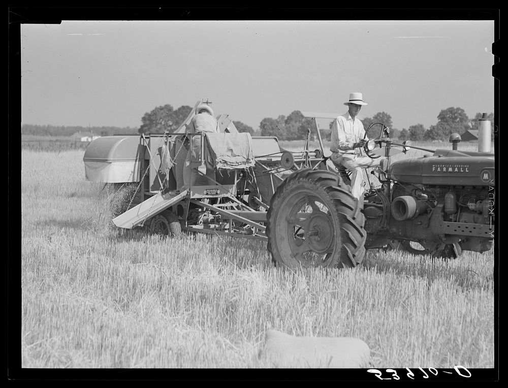 Golus Skipper and A.L. Ross threshing Willy D. Anglin's oats with co-op association binder. Transylvania Project, Louisiana.…