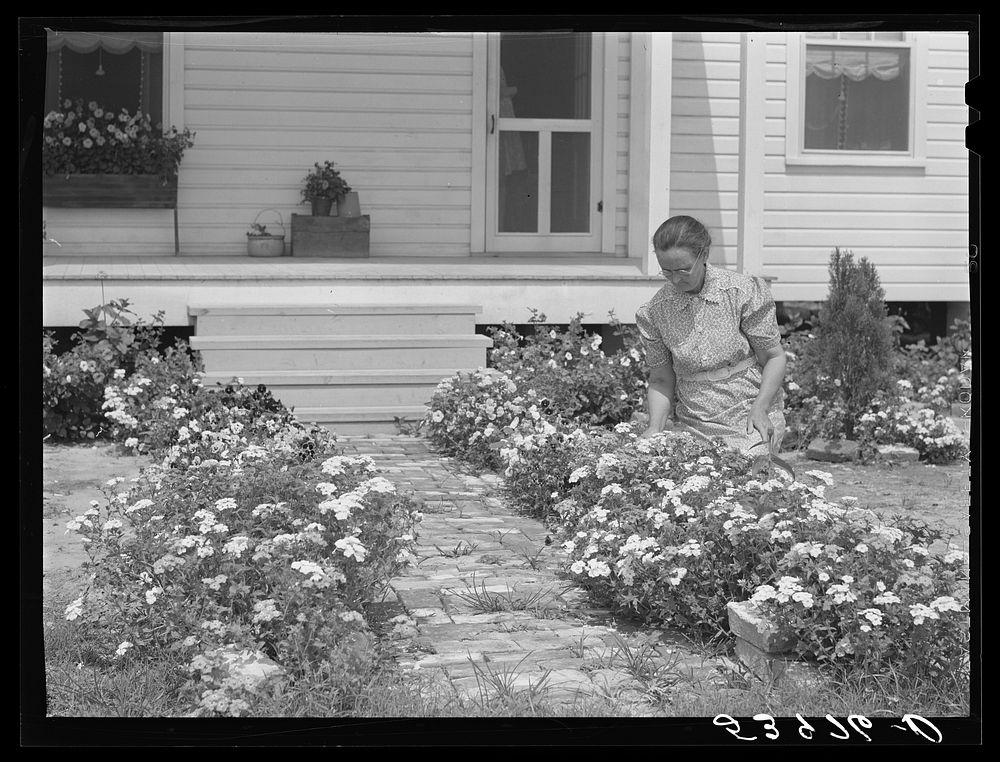 [Untitled photo, possibly related to: Mrs. J.G. Stanley cutting flowers in front of her home. Transylvania Project…
