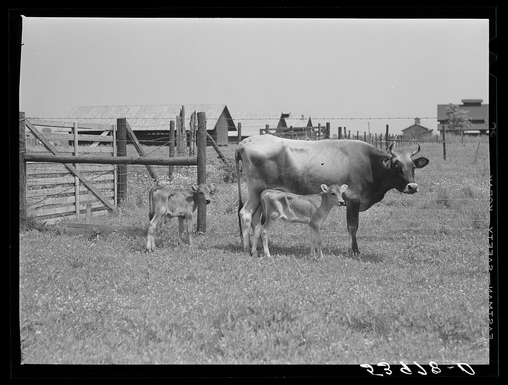 Charlie B. Thompson's cow and twin calves. Several of the project families are trying to build up a small dairy business…