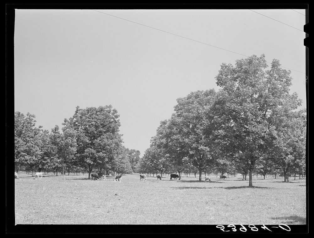 [Untitled photo, possibly related to: The pecan grove and some of the livestock owned cooperatively by the project…