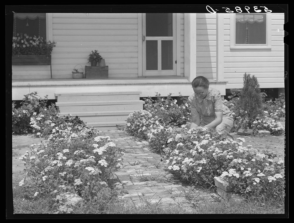 Mrs. J.G. Stanley cutting flowers in front of her home. Transylvania Project, Louisiana. Sourced from the Library of…