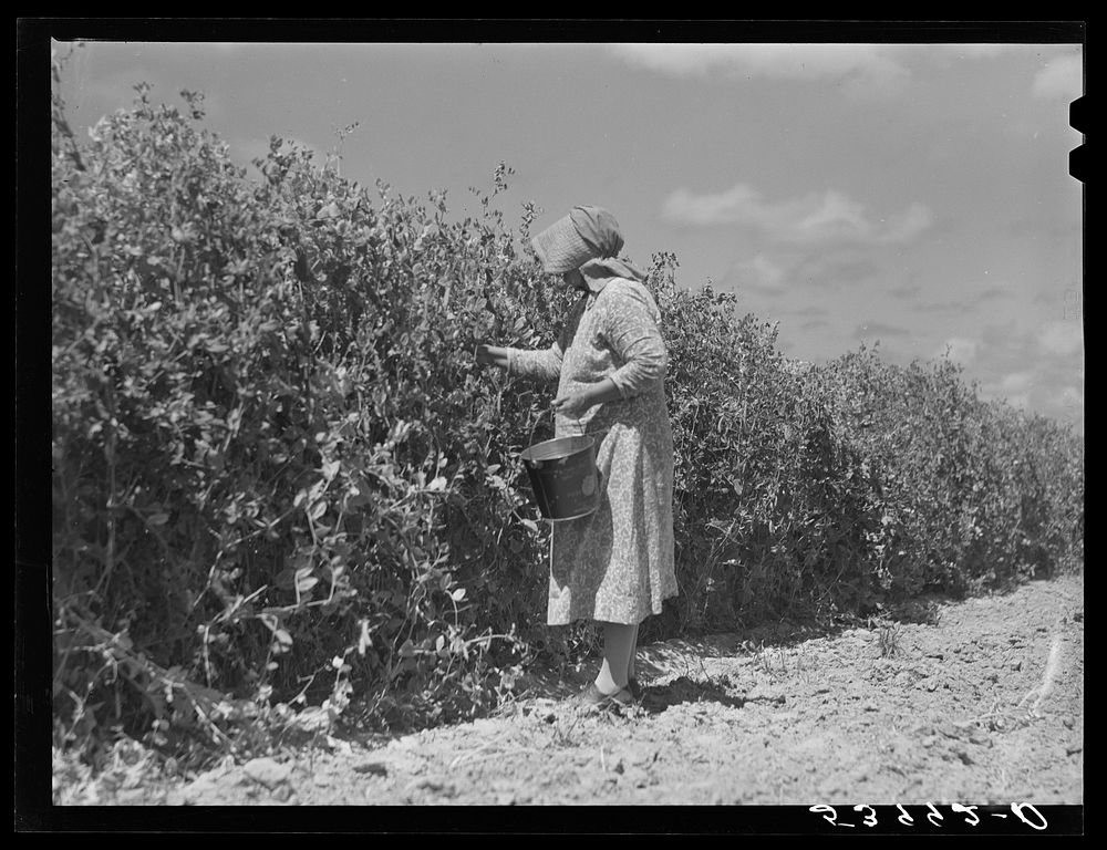 [Untitled photo, possibly related to: Mrs. John M. Washam's two children in the flower garden by their home. Transylvania…