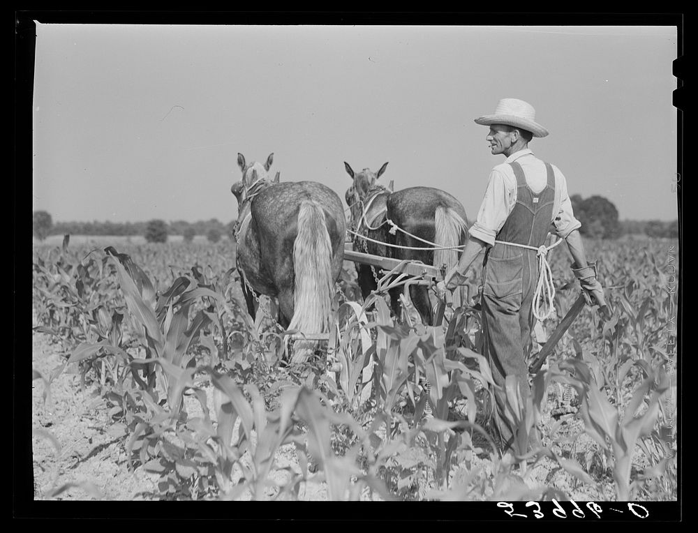 W.D. Anglin cultivating his corn with his pair of mares. Transylvania Project, Louisiana. Sourced from the Library of…