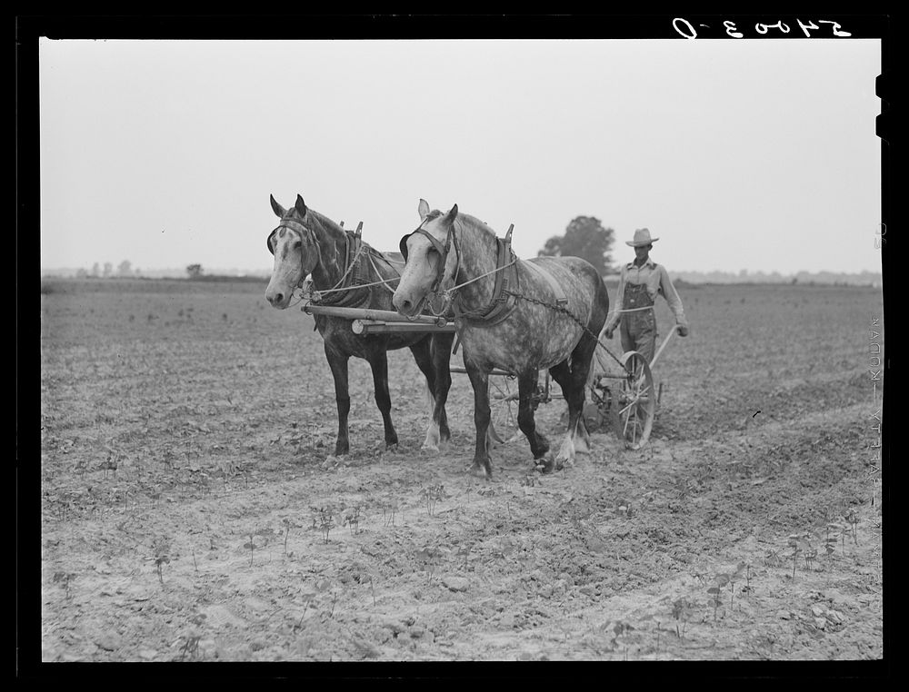 [Untitled photo, possibly related to: W.D. Anglin cultivating his corn with his pair of mares. Transylvania Project…