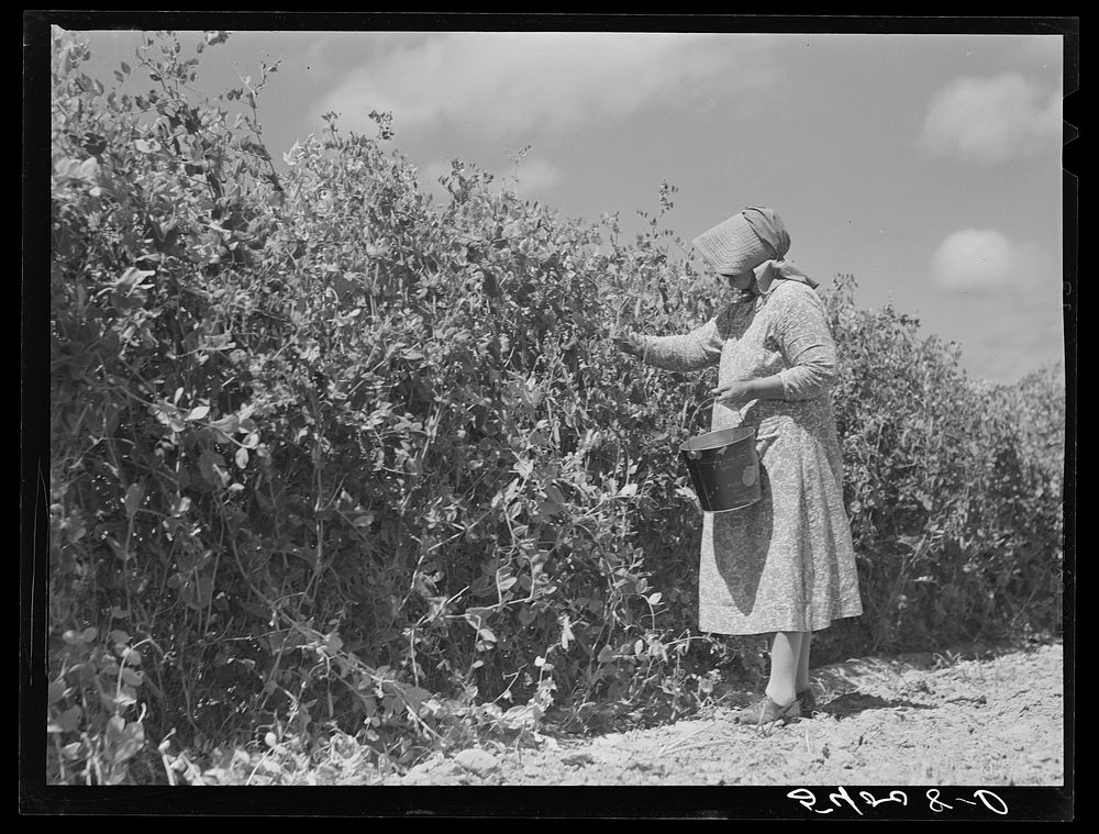Mrs. Mattie Hart, mother-in-law of John M. Washam, picking English peas out of their home garden. Transylvania Project…