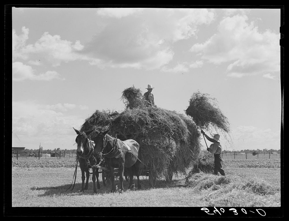 Loading hay on Transylvania Project, Louisiana. Sourced from the Library of Congress.