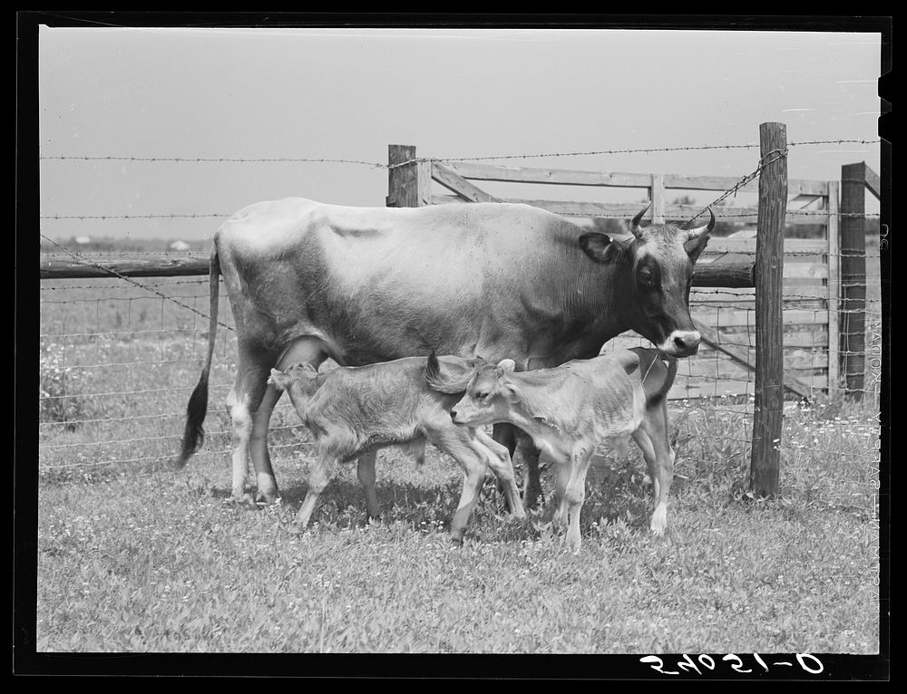 Charlie B. Thompson's cow and twin calves. Several of the project families are trying to build up a small dairy business…