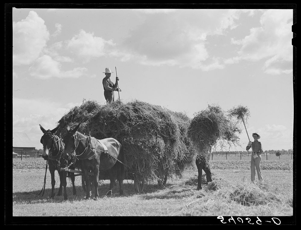 [Untitled photo, possibly related to: Loading hay on Transylvania Project, Louisiana]. Sourced from the Library of Congress.