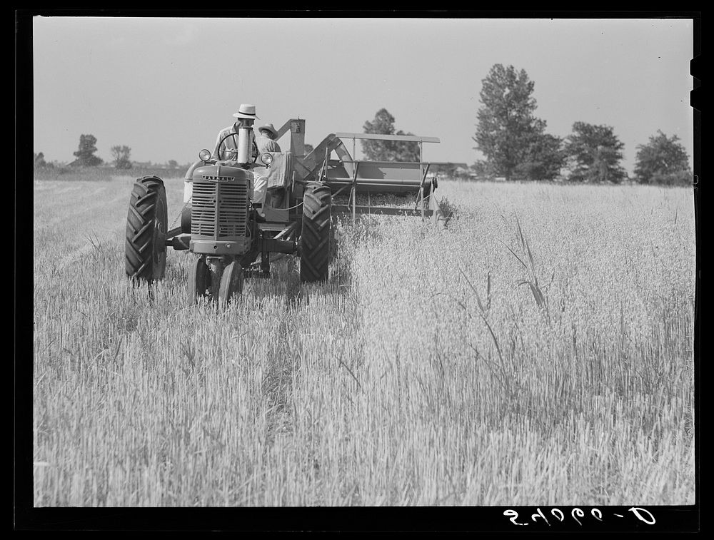 Golus Skipper and A.L. Ross threshing Willy D. Anglin's oats with co-op association binder. Transylvania Project, Louisiana.…