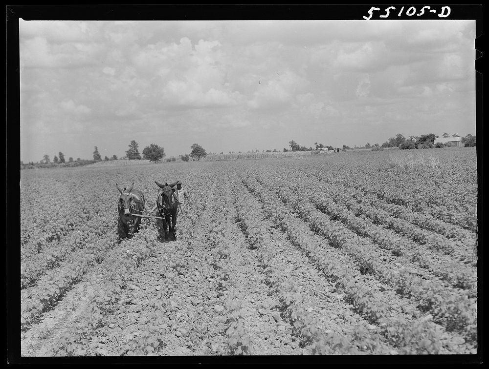 Knowlton Plantation. Perthshire, Mississippi Delta, Mississippi. Sourced from the Library of Congress.
