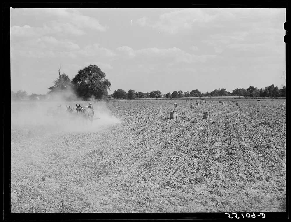 Harvesting potatoes in Jefferson County, Kentucky. Sourced from the Library of Congress.