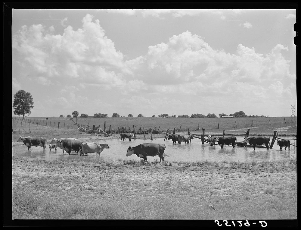 [Untitled photo, possibly related to: Cows cooling off in pond. Kentucky]. Sourced from the Library of Congress.