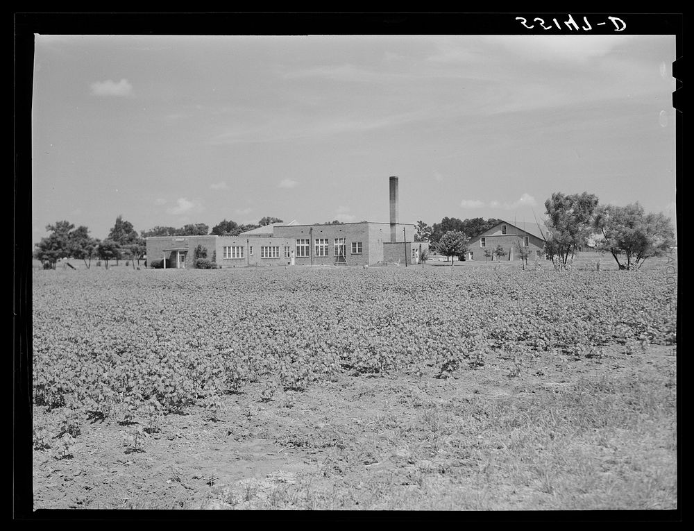Land is so valuable in the Mississippi Delta that cotton is planted practically up to the doorsteps of schools and banks.…