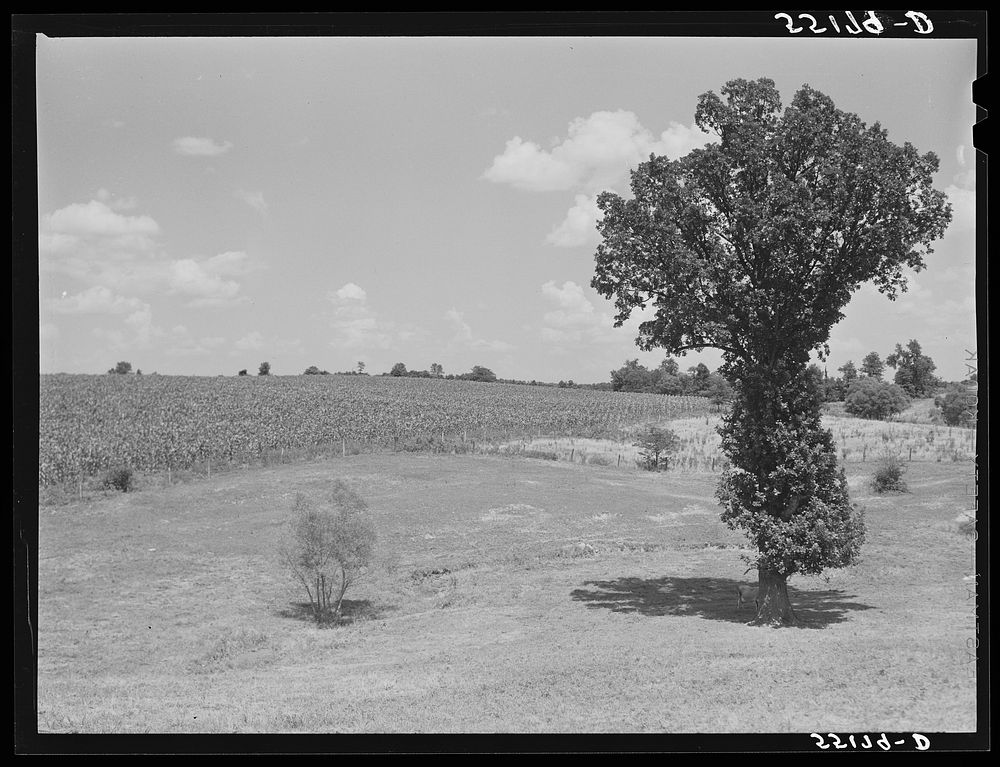 General landscape with cornfield. Southeastern Kentucky. Sourced from the Library of Congress.