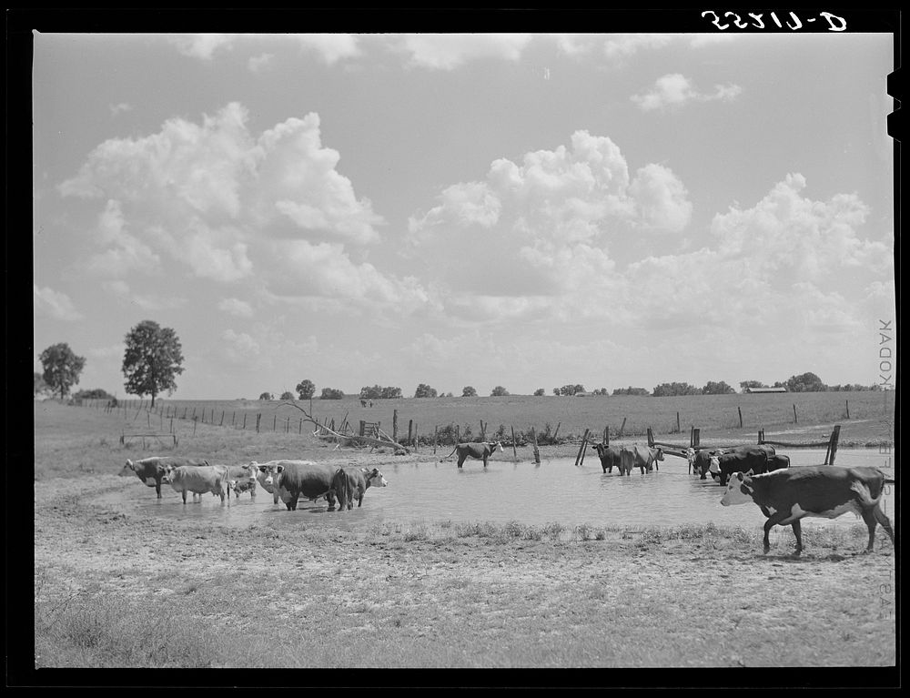 Cows cooling off in pond. Kentucky. Sourced from the Library of Congress.