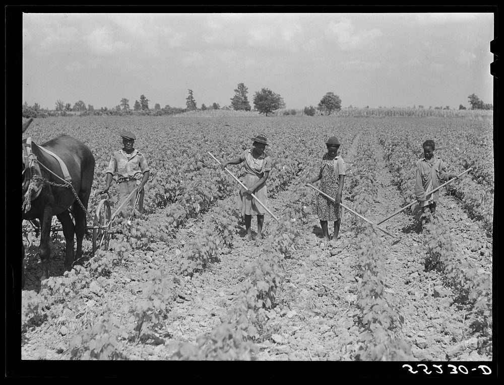 [Untitled photo, possibly related to: Knowlton Plantation. Pertshire, Mississippi Delta, Mississippi]. Sourced from the…
