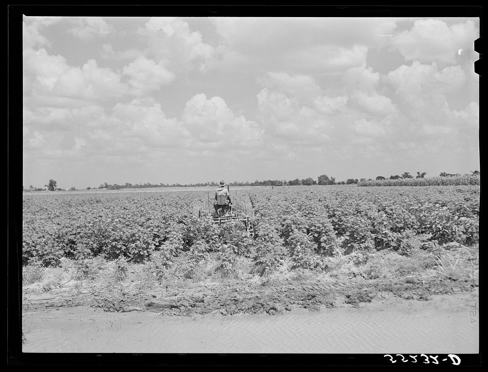 [Untitled photo, possibly related to: Knowlton Plantation. Pertshire, Mississippi Delta, Mississippi]. Sourced from the…