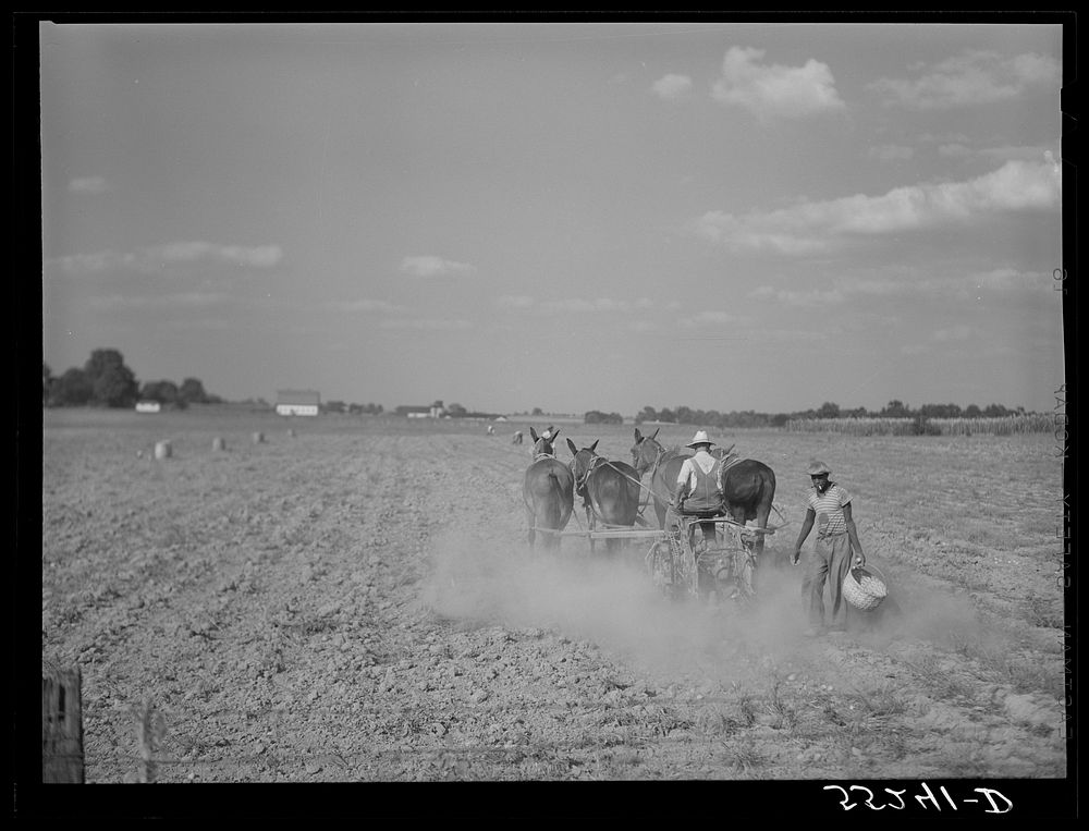 [Untitled photo, possibly related to: Harvesting potatoes in Jefferson County, Kentucky]. Sourced from the Library of…