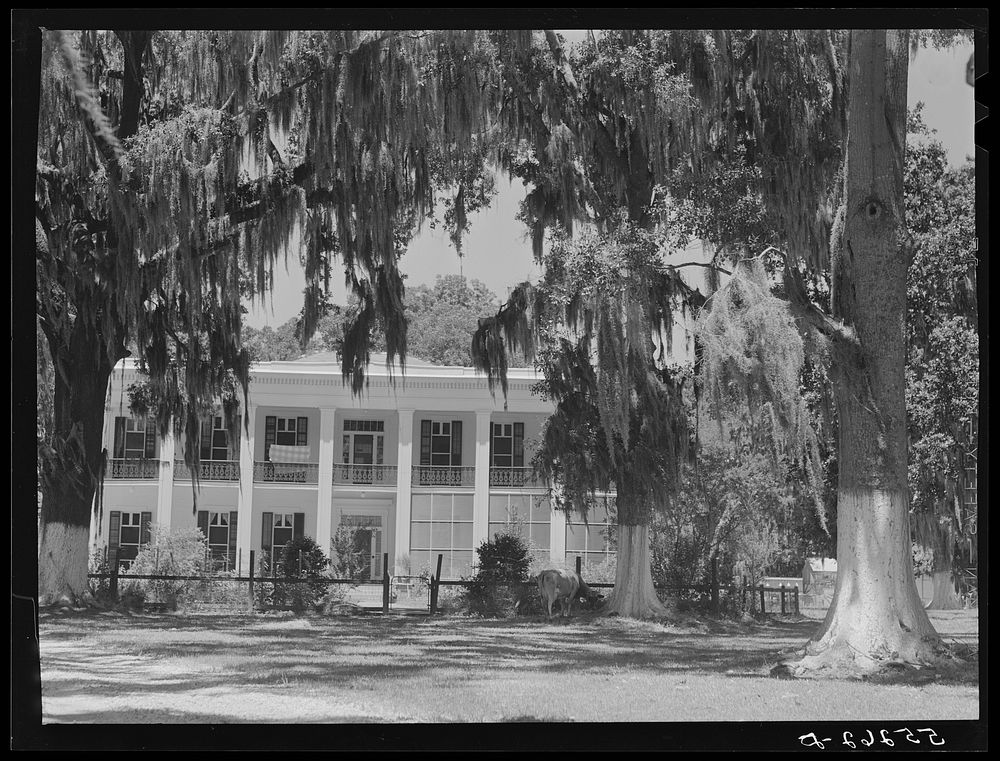 [Untitled photo, possibly related to: Old Jackson Plantation home, owned by a sugarcane planter. Schriever, Louisiana].…