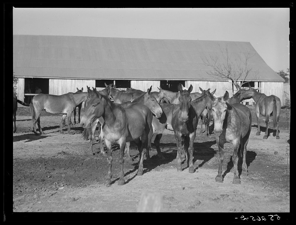 [Untitled photo, possibly related to: Terrebonne Project. Schriever, Louisiana]. Sourced from the Library of Congress.
