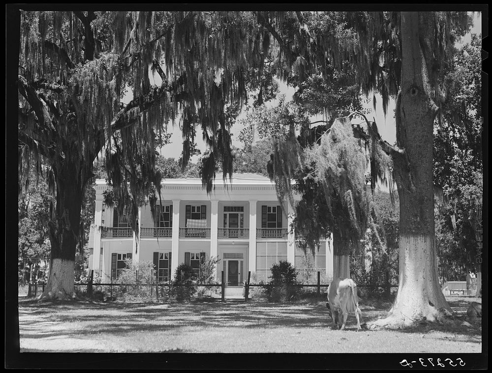 Old Jackson Plantation home, owned by a sugarcane planter. Schriever, Louisiana. Sourced from the Library of Congress.