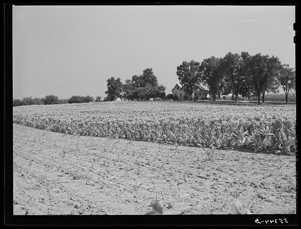 [Untitled photo, possibly related to: Tobacco before it has been "topped" of its blossoms. In field on farm near Lexington…