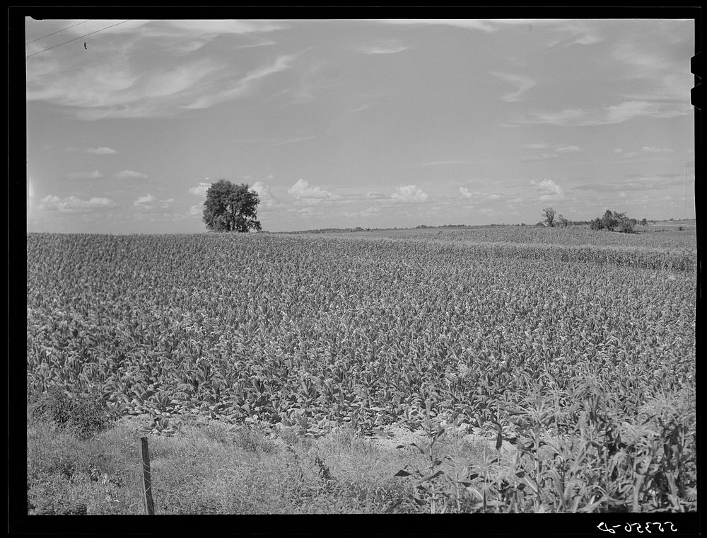 [Untitled photo, possibly related to: Fields of tobacco with corn in background. South of Louisville, Kentucky]. Sourced…