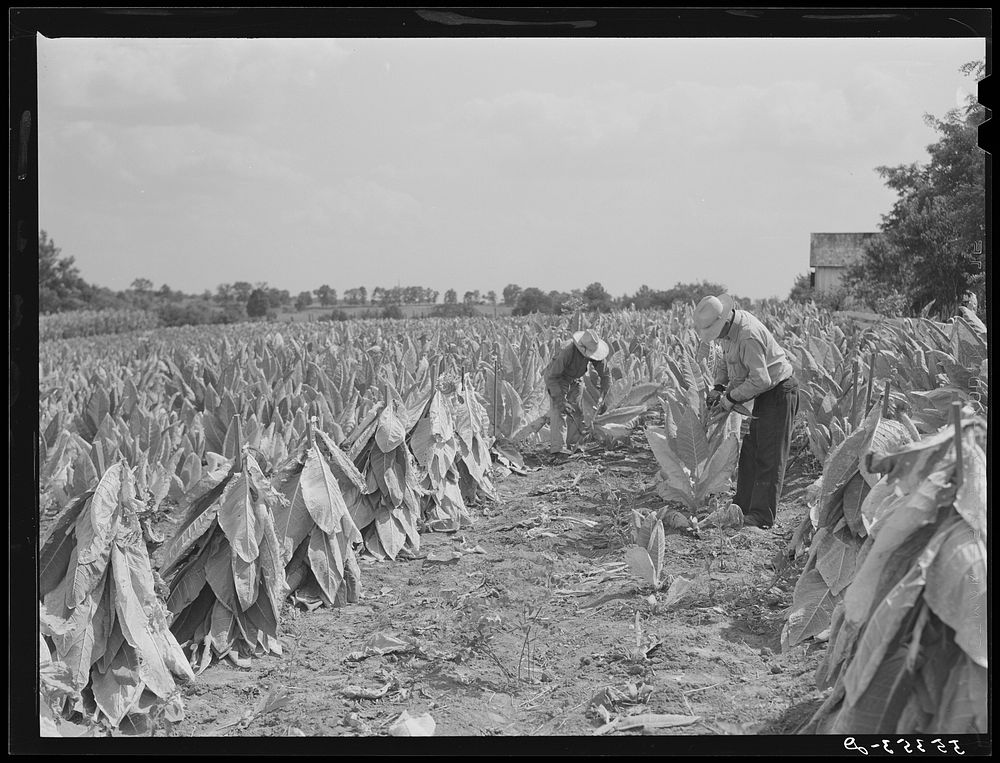[Untitled photo, possibly related to: cutting burley tobacco and putting it on sticks to wilt before taking it into curing…