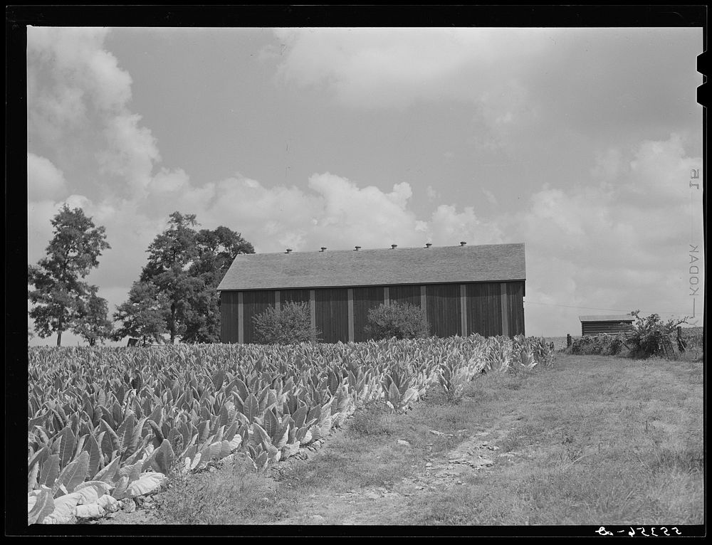 [Untitled photo, possibly related to: Tobacco ripening in the field by curing barn on Russell Spear's farm near Lexington…