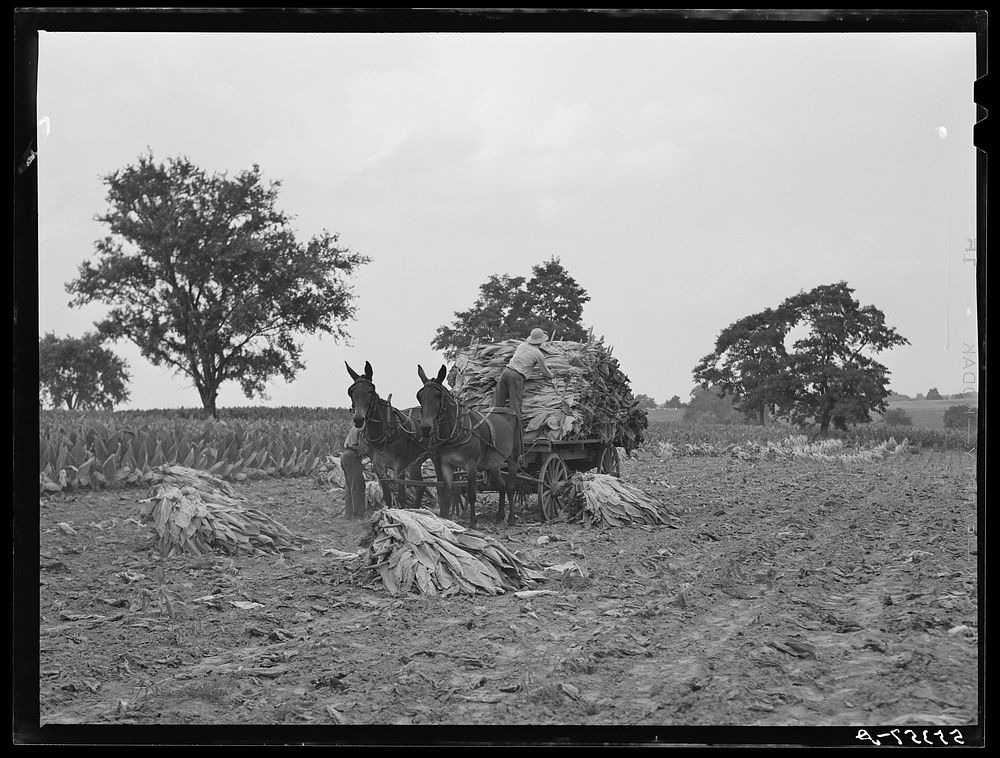 [Untitled photo, possibly related to: Tobacco on Russell Spear's farm near Lexington, Kentucky]. Sourced from the Library of…