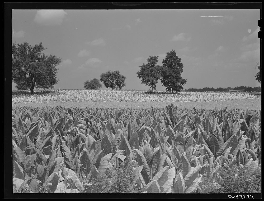 [Untitled photo, possibly related to: Burley tobacco ripening and almost ready to be cut. Russell Spear's farm near…