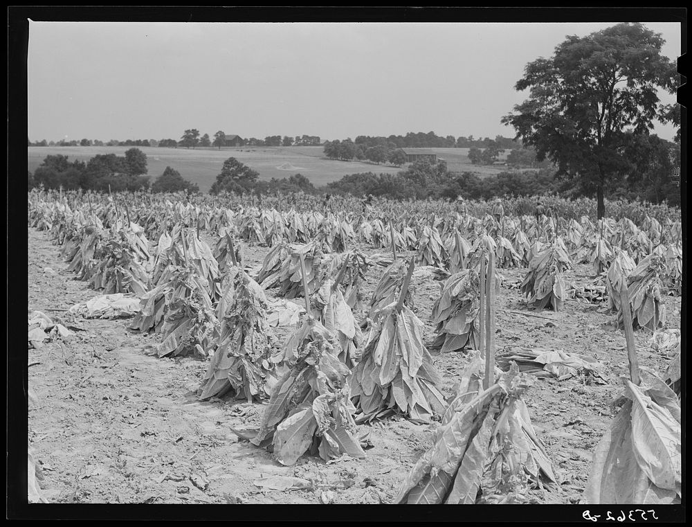 Tobacco on Russell Spear's farm near Lexington, Kentucky. Sourced from the Library of Congress.